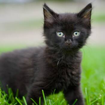 Ember Kitty 22809 -  Domestic Short Hair Cat for Adoption in Minneapolis, Minnesota - Ember Kitty 22809 | PetCurious