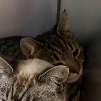 Domestic Short Hair Cats Available for Adoption - (16835) | PetCurious