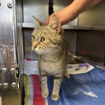 Bale -  Domestic Short Hair Cat for Adoption in Richmond, Virginia - Bale | PetCurious