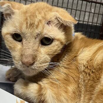crunchy -  Domestic Short Hair Cat for Adoption in Yuma, Arizona - Crunchy | PetCurious