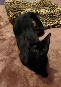 Gigi -  Bombay and Domestic Short Hair Cat for Adoption in San Antonio, Texas - Gigi | PetCurious