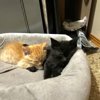 Domestic Short Hair Cats Available for Adoption in Wichita, Kansas - Tomatillo | PetCurious