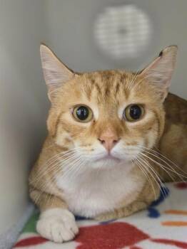 Domestic Short Hair Cats Available for Adoption in Kent, Washington - ROGER | PetCurious