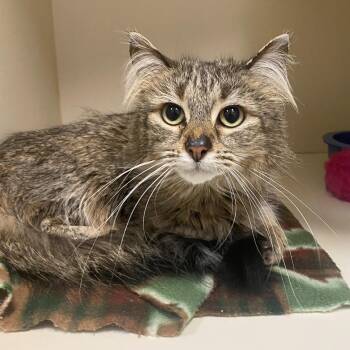 Amelie -  Domestic Medium Hair Cat for Adoption in Elyria, Ohio - Amelie | PetCurious