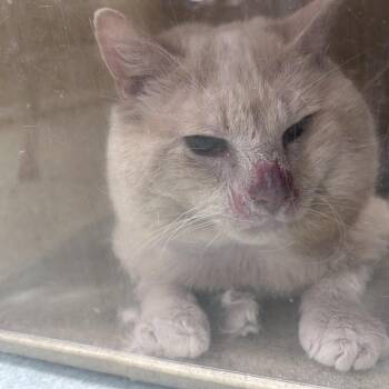 Domestic Short Hair Cats Available for Adoption in Philadelphia, Pennsylvania - Morris | PetCurious