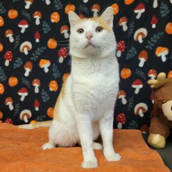 Domestic Short Hair Cats Available for Adoption in Austin, Texas - Stewart Little | PetCurious