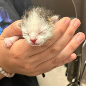 Domestic Short Hair Cats Available for Adoption in Republic, Missouri - Cedar | PetCurious