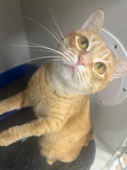 Jasper -  Domestic Short Hair Cat for Adoption in Corpus Christi, Texas - Jasper | PetCurious