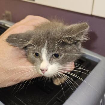 Miss Mic -  Domestic Short Hair Cat for Adoption in Cedar Rapids, Iowa - Miss Mic | PetCurious