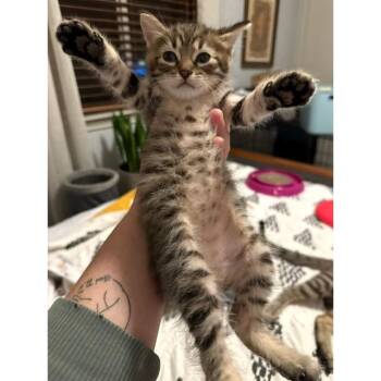 Domestic Short Hair Cats Available for Adoption in Austin, Texas - Whipped Cream 4 | PetCurious