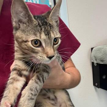 Miss Kiwi -  Domestic Short Hair Cat for Adoption in Englewood, Florida - Miss Kiwi | PetCurious