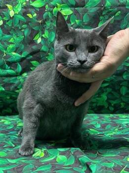 Domestic Short Hair Cats Available for Adoption in Wetumpka, Alabama - 260452  Nani | PetCurious