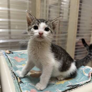 Rescue Domestic Short Hair Cats for Adoption in Logan, Ohio - Noko | PetCurious