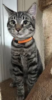 Lassie INDOOR ONLY -  Domestic Short Hair Cat for Adoption in Stockton, California - Lassie INDOOR ONLY | PetCurious