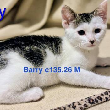 Foster Barry -  Domestic Short Hair Cat for Adoption in Batavia, New York - Foster Barry | PetCurious