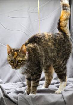 Domestic Short Hair Cats Available for Adoption in Grovetown, Georgia - BROWNIE | PetCurious