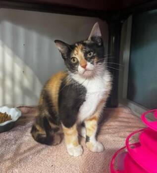 Cher and Dionne -  Domestic Short Hair Cat for Adoption in Hutchinson, Minnesota - Cher And Dionne | PetCurious