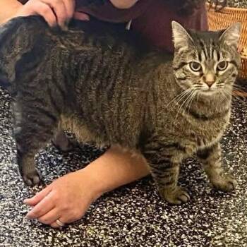 Auri -  Domestic Short Hair Cat for Adoption in Mckenzie, Tennessee - Auri | PetCurious