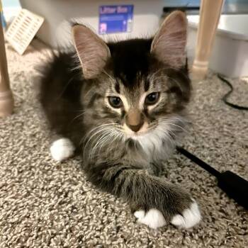 Daryl -  Domestic Short Hair Cat for Adoption in Michigan City, Indiana - Daryl | PetCurious