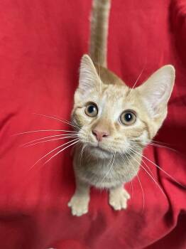 Coco -  Domestic Short Hair Cat for Adoption in Jackson, Michigan - Coco | PetCurious