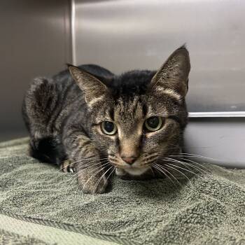 Rescue Domestic Short Hair Cats for Adoption in Roxboro, North Carolina - Orion | PetCurious