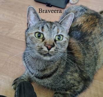 Braveera & Shyla -  Torbie and Domestic Short Hair Cat for Adoption in Montour Falls, New York - Braveera & Shyla | PetCurious