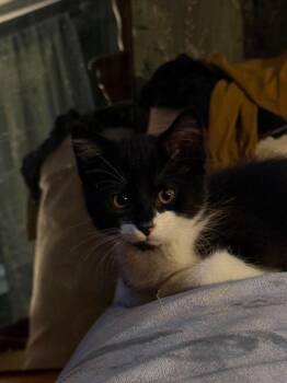 Binx -  Domestic Short Hair Cat for Adoption in Manchester, Connecticut - Binx | PetCurious