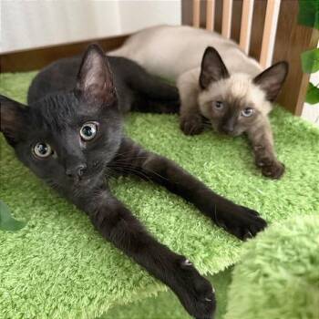 Squeaky -  British Shorthair Cat for Adoption in Pleasant Hill, California - Squeaky | PetCurious