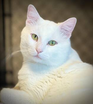 Rescue Domestic Short Hair Cats for Adoption in Waltham, Massachusetts - Wynter | PetCurious