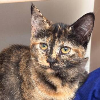 Domestic Short Hair Cats Available for Adoption - Sushi | PetCurious