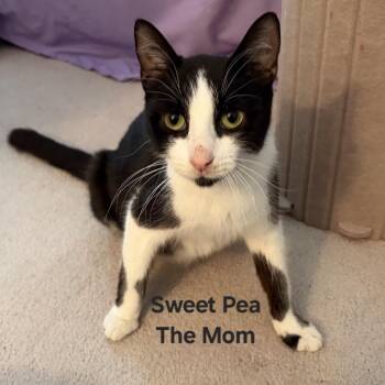 Domestic Short Hair Cats Available for Adoption in Naperville, Illinois - Sweet Pea | PetCurious