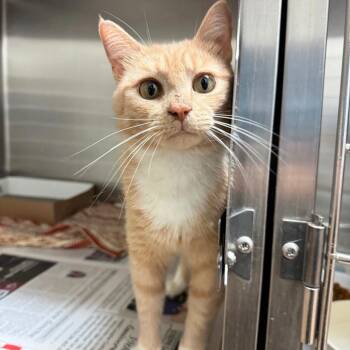 Honey Bee -  Domestic Short Hair Cat for Adoption in Hendersonville, North Carolina - Honey Bee | PetCurious