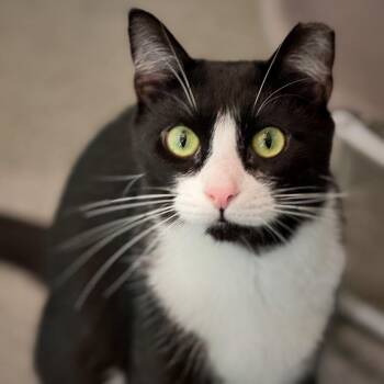 Domestic Short Hair Cats Available for Adoption in Cumming, Georgia - Hermione | PetCurious