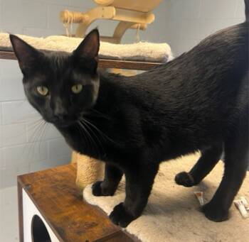 Rescue Domestic Short Hair Cats for Adoption in Greenwood, Mississippi - Onyx | PetCurious