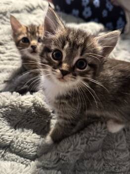 Rescue Domestic Short Hair and Tabby Cats for Adoption in Virginia Beach, Virginia - Hollywood | PetCurious