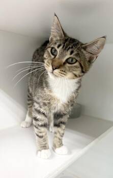 Jasper -  Domestic Short Hair Cat for Adoption in Rochester, Indiana - Jasper | PetCurious