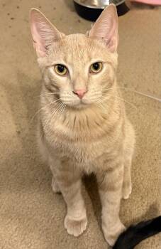 Rescue Tabby and Domestic Short Hair Cats for Adoption in Spring, Texas - Kelvin - Portofino Petsmart | PetCurious
