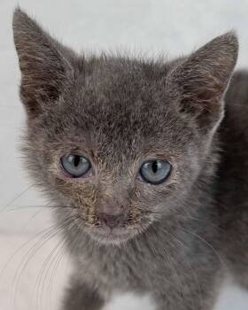 George -  Domestic Short Hair Cat for Adoption in Kennesaw, Georgia - George | PetCurious