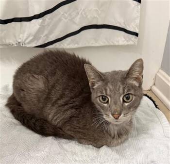 EVE -  Domestic Short Hair Cat for Adoption in Louisville, Kentucky - EVE | PetCurious