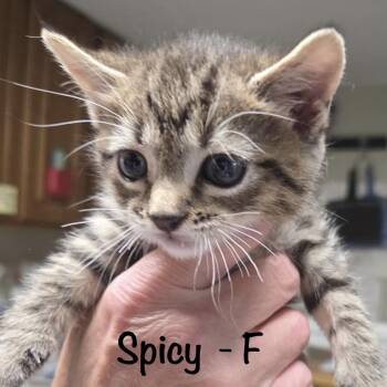 Domestic Short Hair Cats Available for Adoption in Bulverde, Texas - Spicy | PetCurious