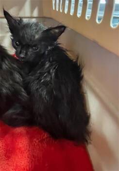 Domestic Short Hair Cats Available for Adoption in Palmetto, Florida - A135717 | PetCurious
