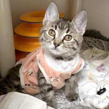 Guava -  Domestic Short Hair Cat for Adoption in Woodinville, Washington - Guava | PetCurious