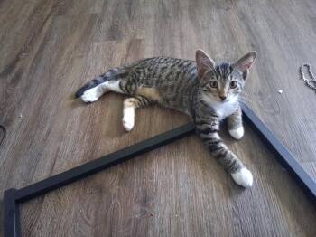 Moishe -  Domestic Short Hair Cat for Adoption in Broomall, Pennsylvania - Moishe | PetCurious