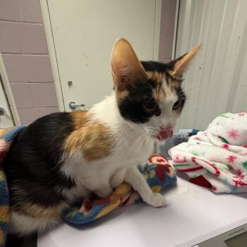 Jinx -  Domestic Short Hair Cat for Adoption in Emporia, Kansas - Jinx | PetCurious