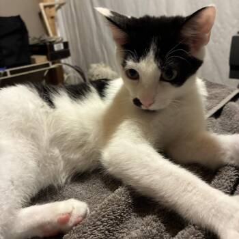 Sir Jared -  Domestic Short Hair Cat for Adoption in Inwood, West Virginia - Sir Jared | PetCurious