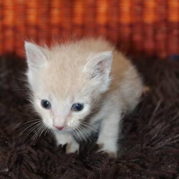 Rocket -  Domestic Short Hair Cat for Adoption in Auburn, Alabama - Rocket | PetCurious