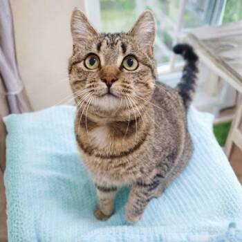 Domestic Short Hair Cats Available for Adoption - Penny | PetCurious