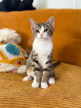 Cobbler (Bonded w/Cornbread -  Domestic Short Hair Cat for Adoption in Kenhorst, Pennsylvania - Cobbler (Bonded W/Cornbread | PetCurious