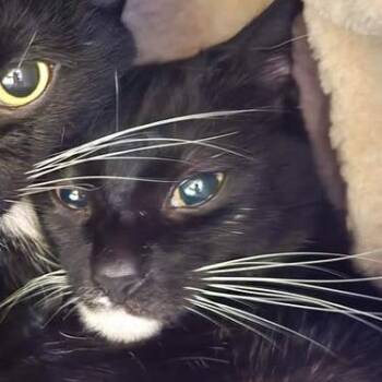 Helen -  Domestic Short Hair Cat for Adoption in Winthrop, Maine - Helen | PetCurious