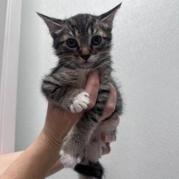 Domestic Short Hair Cats Available for Adoption in Sunnyvale, California - Christina | PetCurious